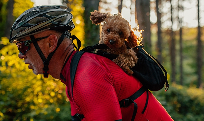 tierhaftplicht-hund-im-fahrradrucksack-teaser.jpg